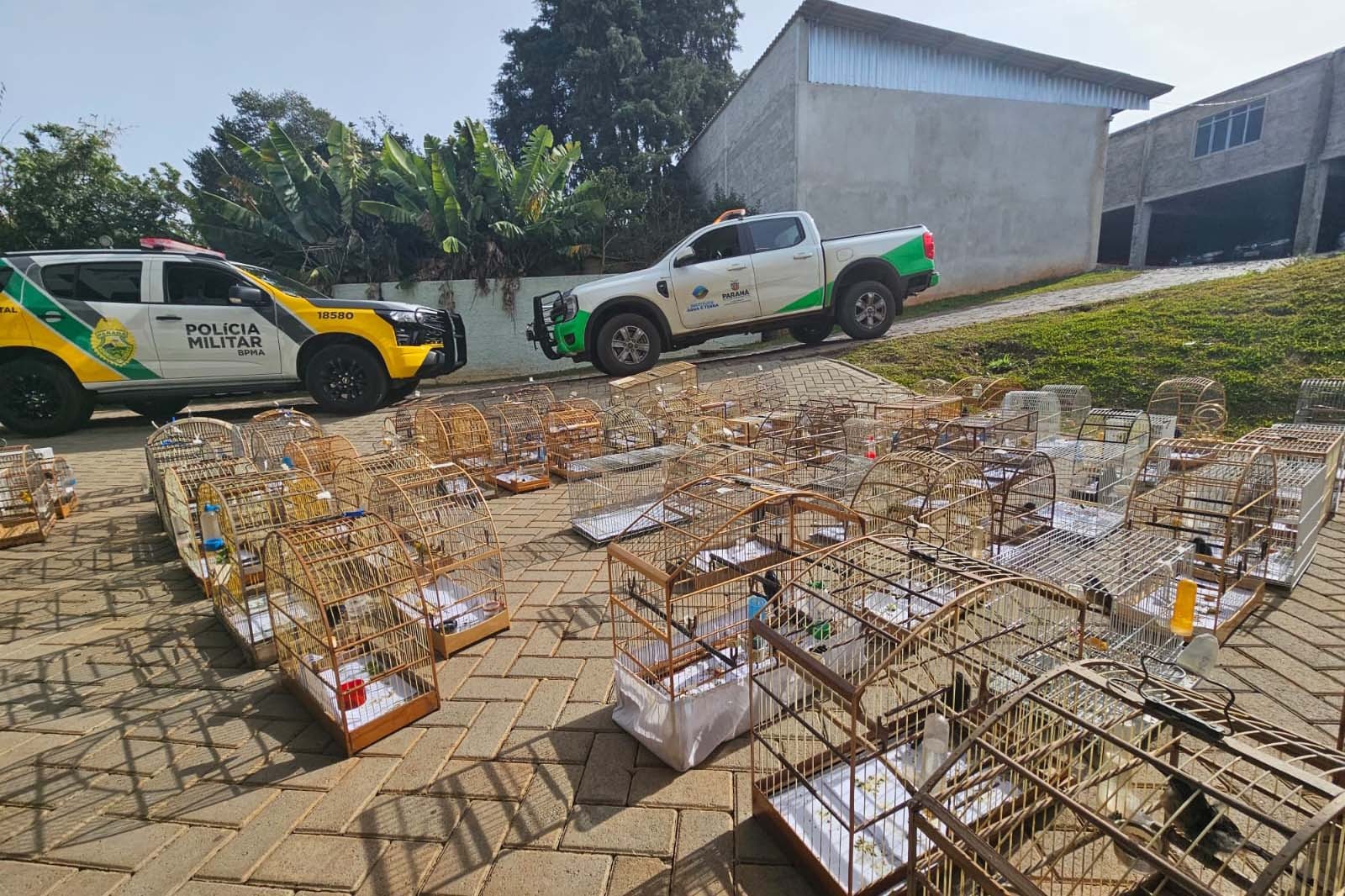 Operação Voo Livre resgata 95 aves silvestres e aplica R$ 400 mil em multas no Paraná