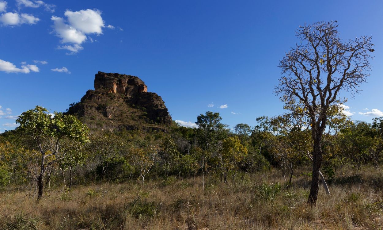 Cerrado, a floresta invertida que salva o Brasil