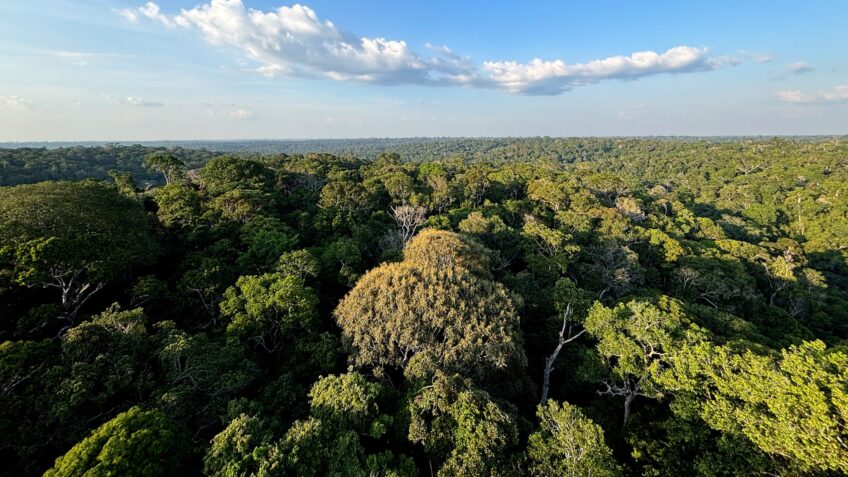 Floresta primária amazônica é a principal fonte de biodiversidade, aponta estudo