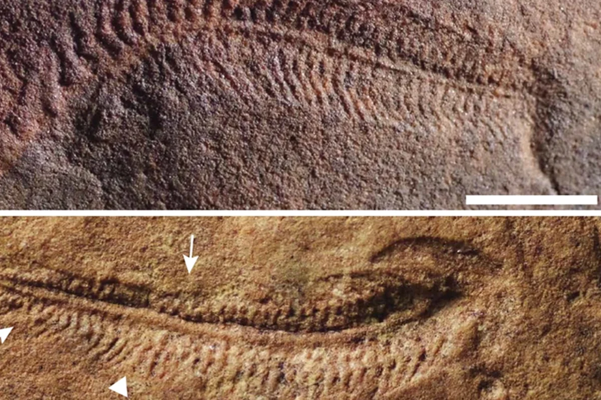 Fóssil de 550 milhões de anos revela ancestralidade da preferência destra