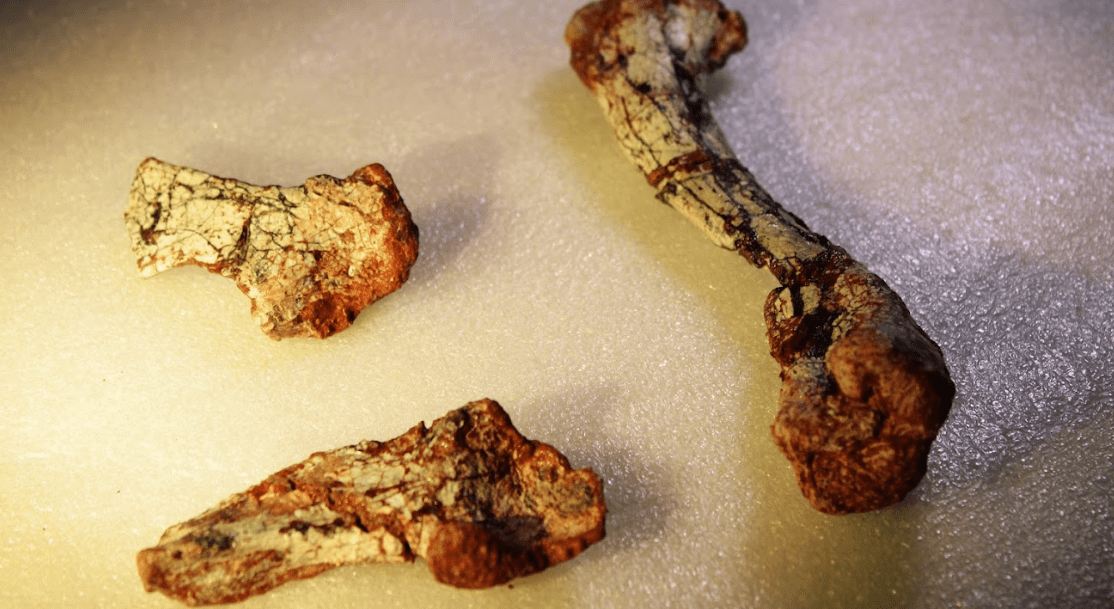 Fóssil de réptil anterior aos dinossauros é descoberto no Brasil