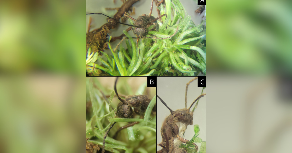 Estudo revela rastro genético de fungo Ophiocordyceps em musgos