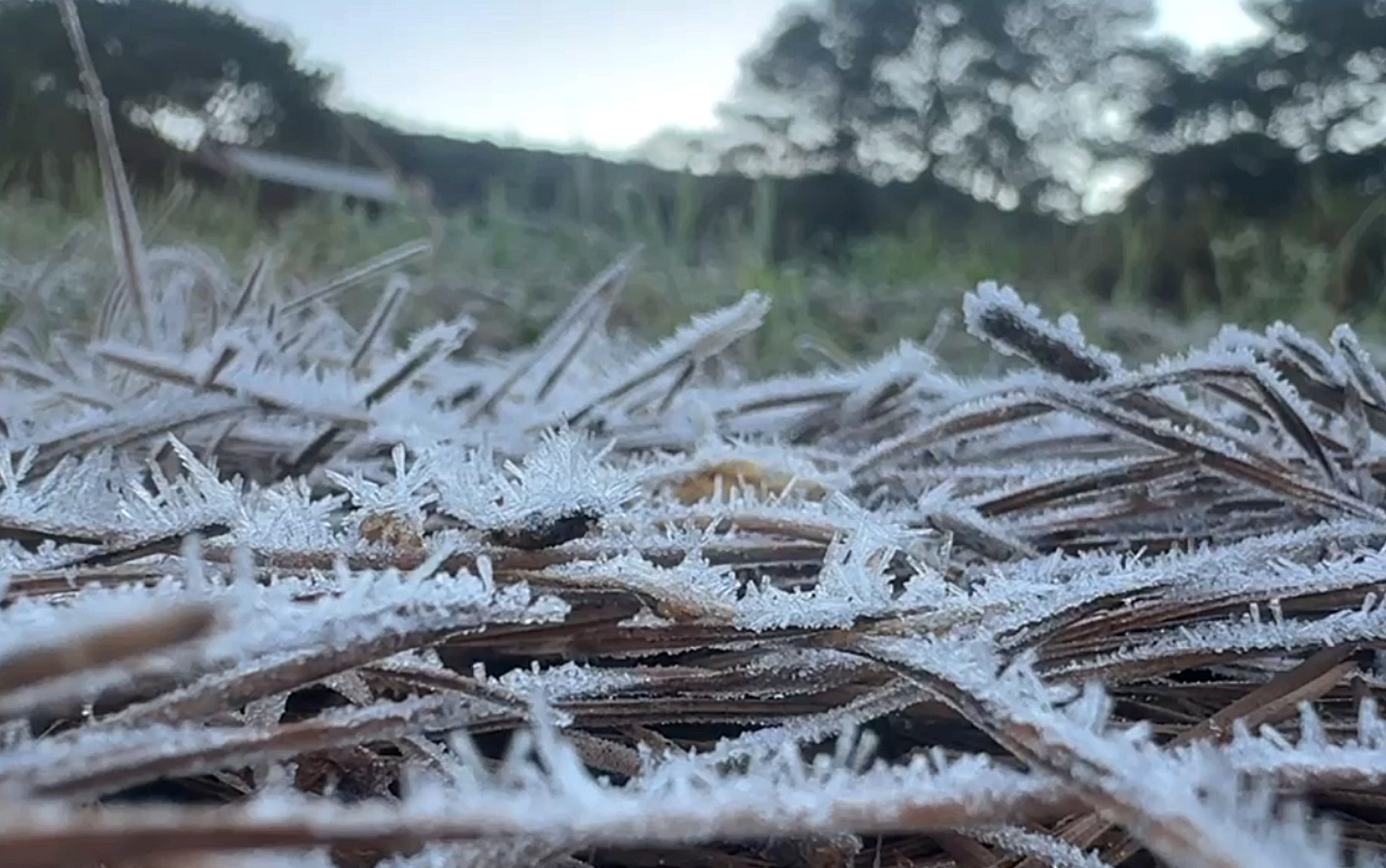 Geada cobre paisagens de cidades no Sul de Minas com frio intenso