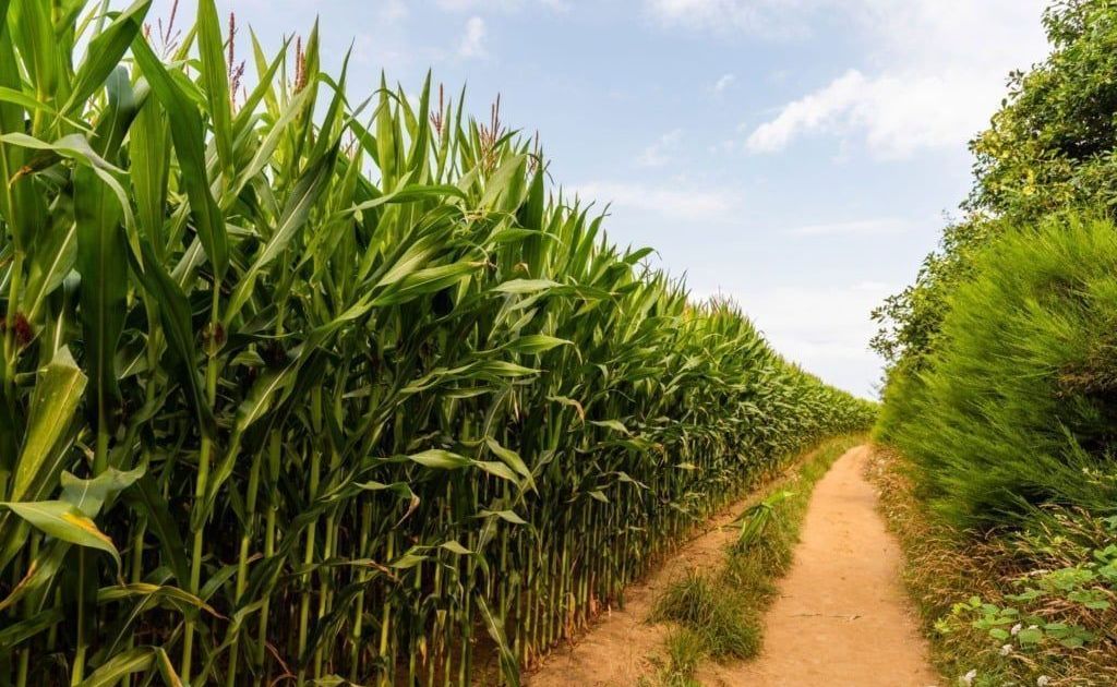 Governo destina R$ 300 milhões a produtores de cana do Nordeste