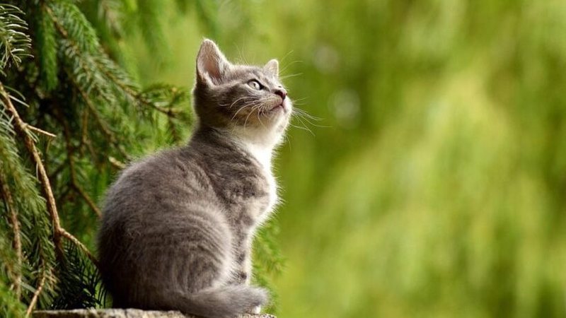 Governo do RN oficializa Lei Lucy e cria diretrizes inéditas para proteção animal