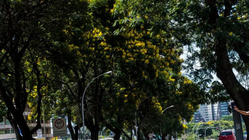Ministério lança edital para arborizar periferias urbanas