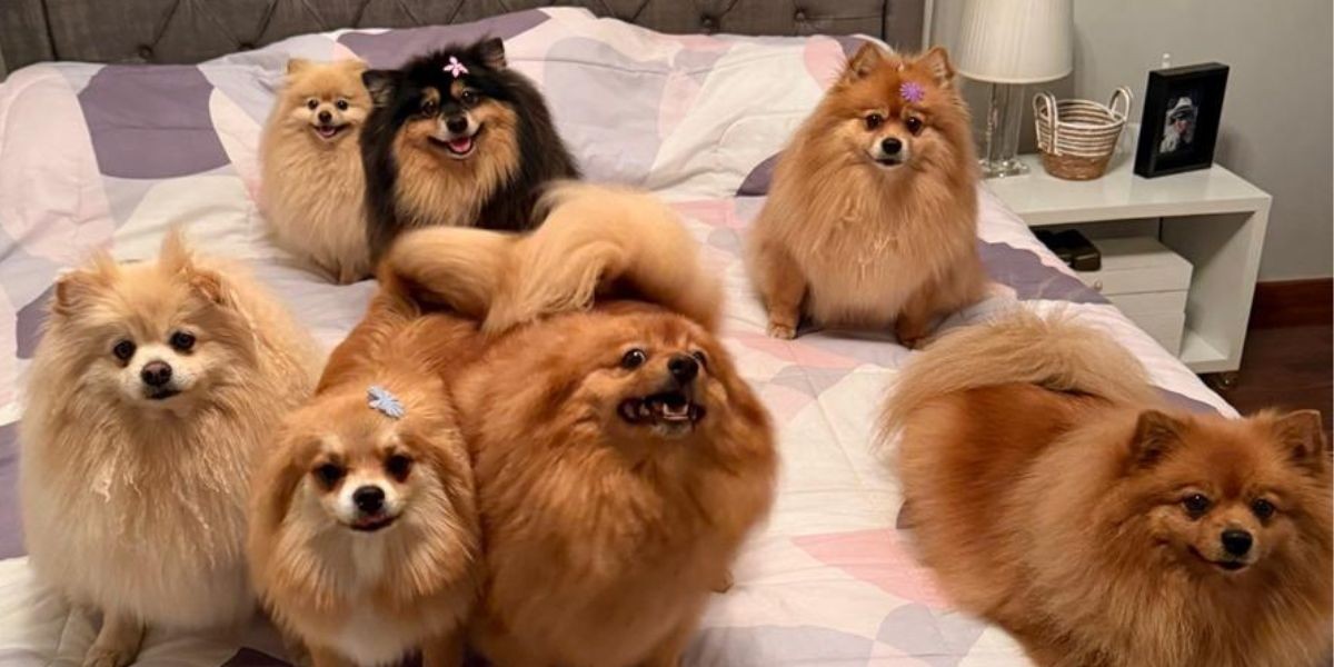 Congresso define regras para Guarda compartilhada de Pets