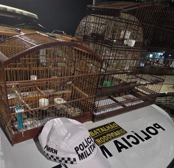 Homem é preso ao tentar fugir com aves silvestres em cativeiro na Grande Natal