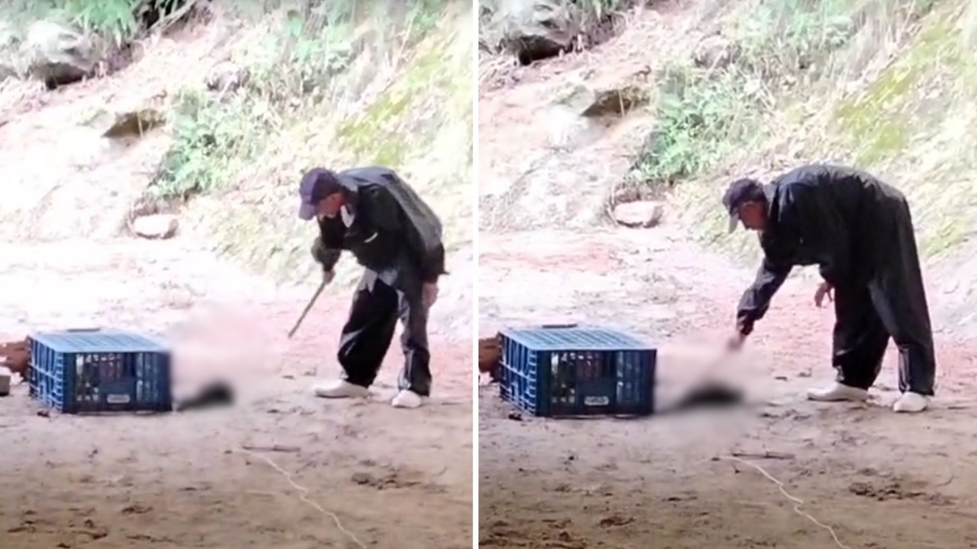 Polícia Civil prende homem por maus-tratos contra animais em Marechal Floriano
