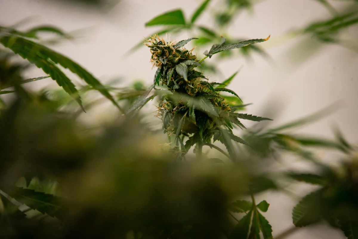 Justiça autoriza homem a cultivar 174 pés de cannabis para tratar TDAH