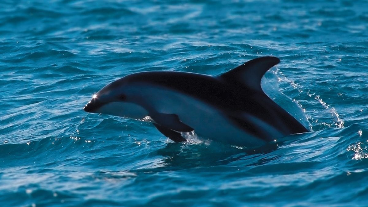 IA identifica espécies de golfinhos por meio de seus assobiou