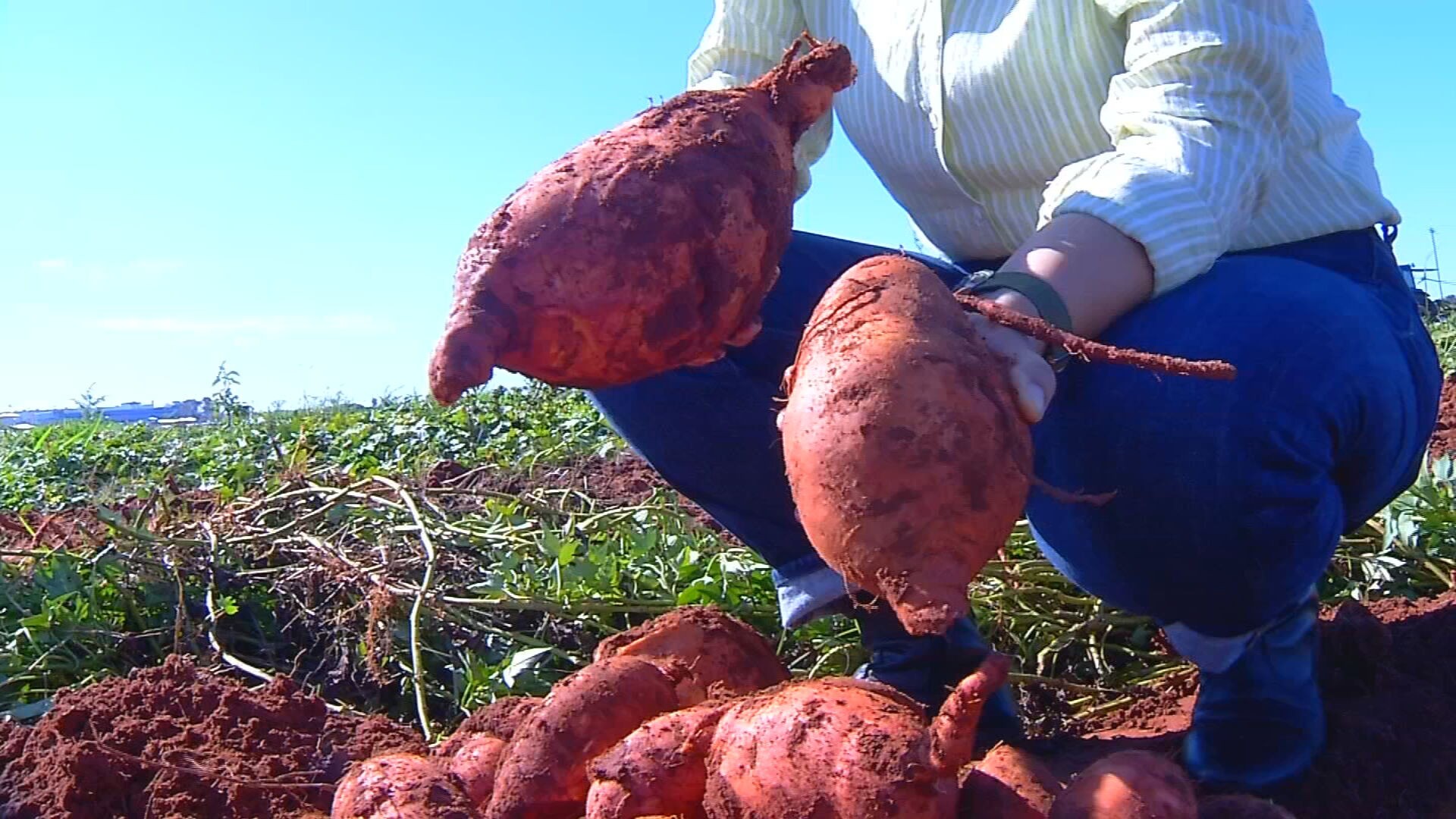 IAC cria cultivar IAC Dom Pedro II com alta produtividade e valor nutricional