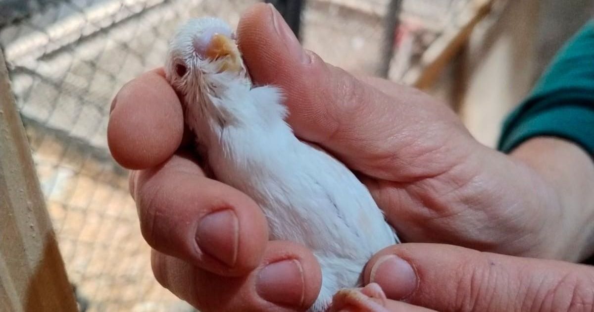 Ibama resgata 655 animais em zoológico clandestino de Santa Catarina