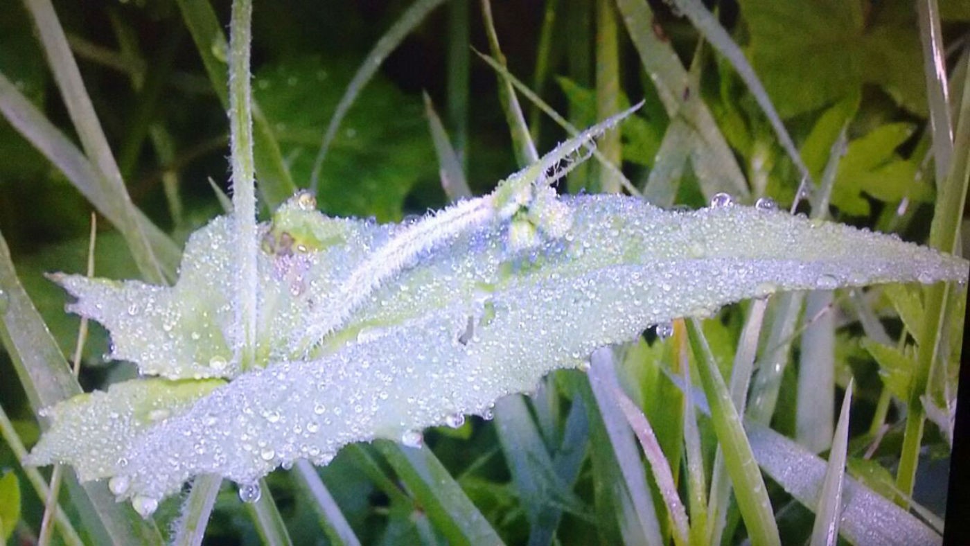 Inverno traz temperaturas abaixo de 0ºC e geada para Mato Grosso do Sul