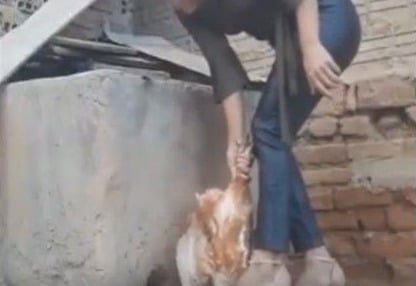 Mulher é presa no RN por maus-tratos e venda de vídeos de crueldade contra animais