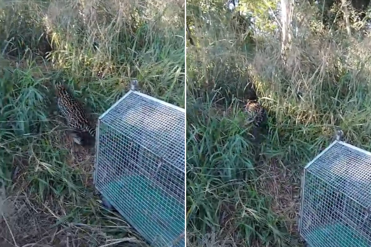 Jaguatirica resgatada em residência é devolvida à natureza em Junqueirópolis, SP