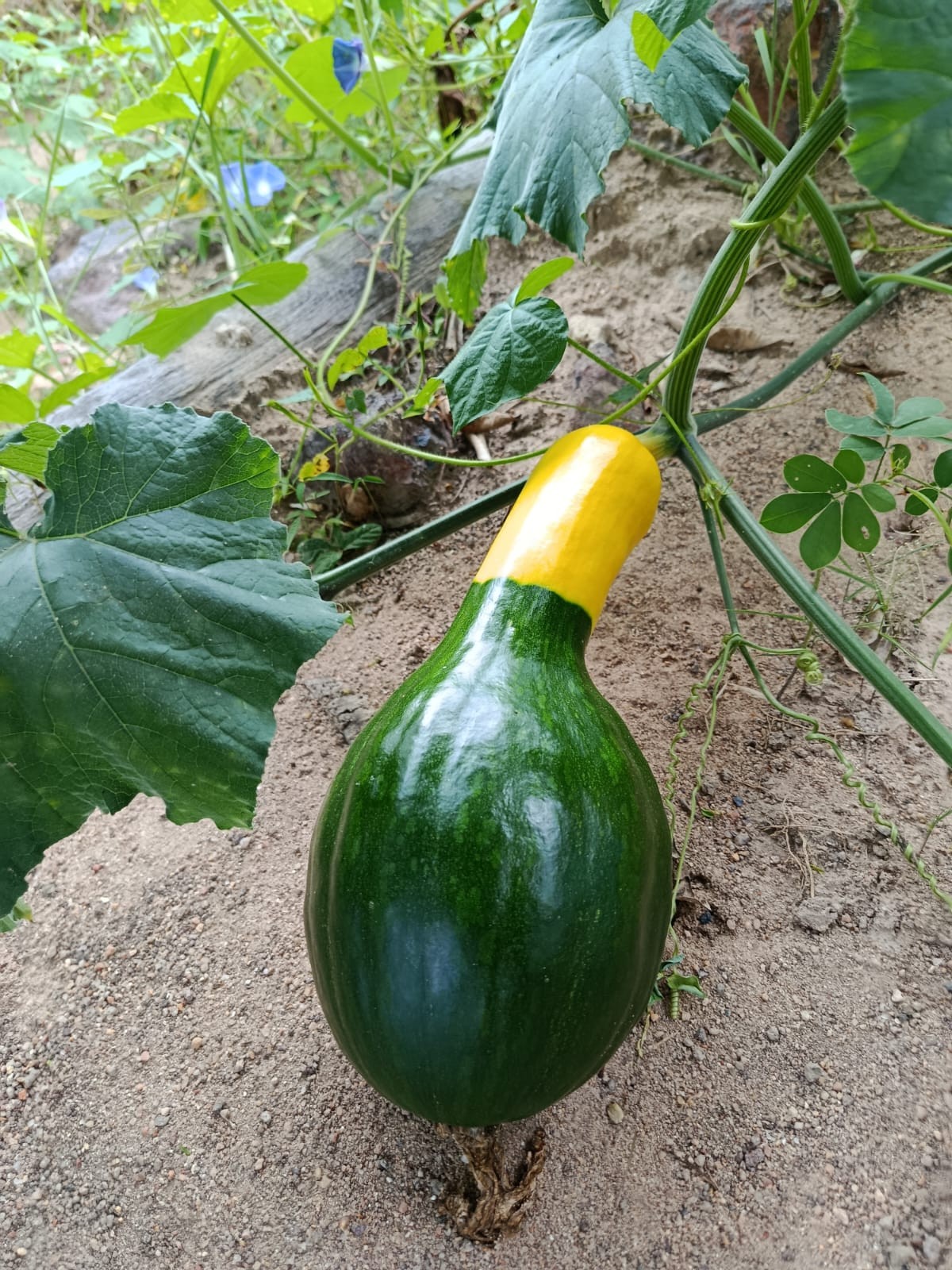 Jerimum verde e amarelo, apelidado de "abóbora brasileirinha", encanta moradores no interior do RN