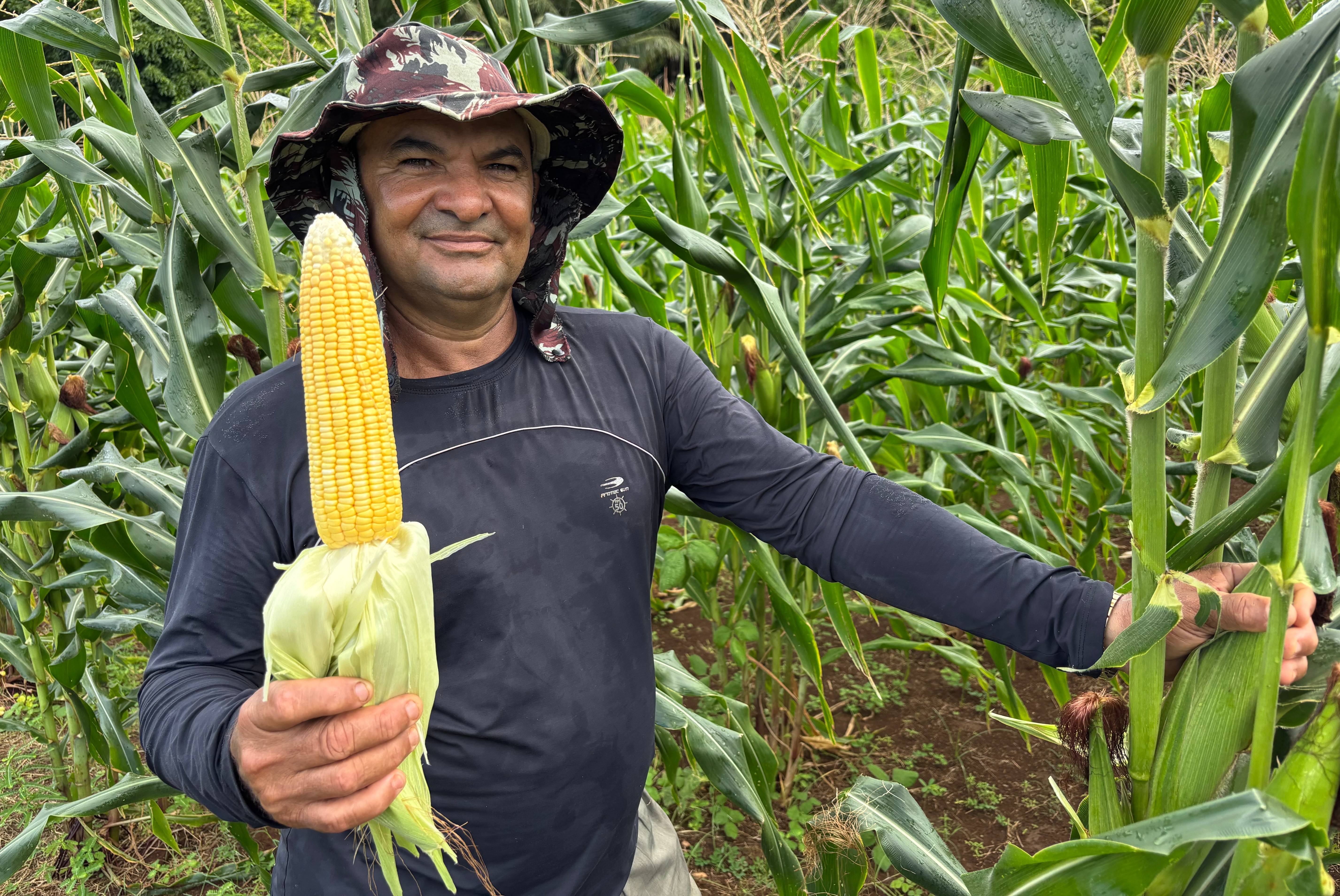 Lagartas devastam plantações de milho em Fernando de Noronha; apenas um agricultor garante safra junina