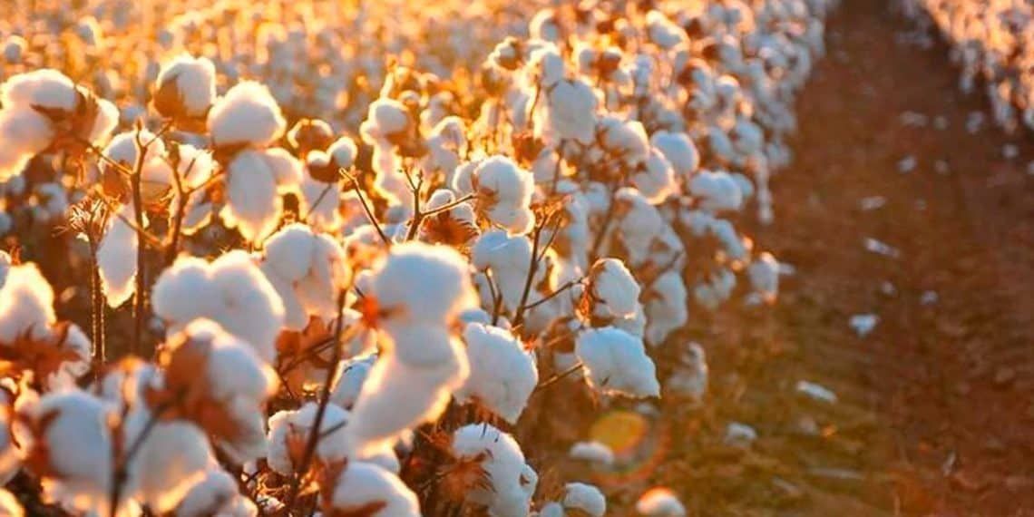 Louis Dreyfus Company projeta expansão e prioriza o Brasil em seus investimentos globais