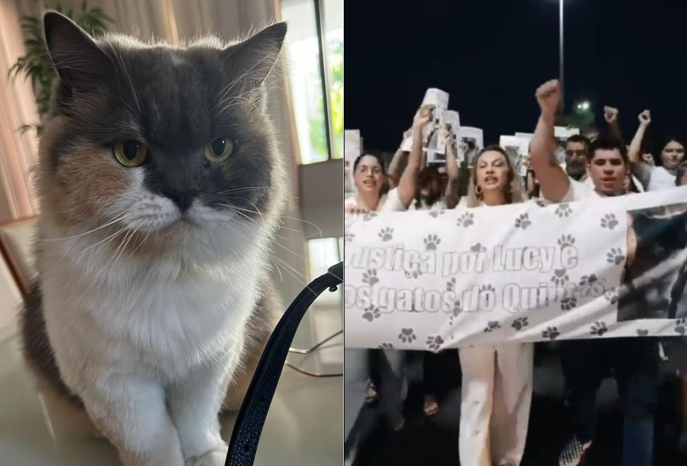 Lei proíbe captura e expulsão de animais comunitários no RN
