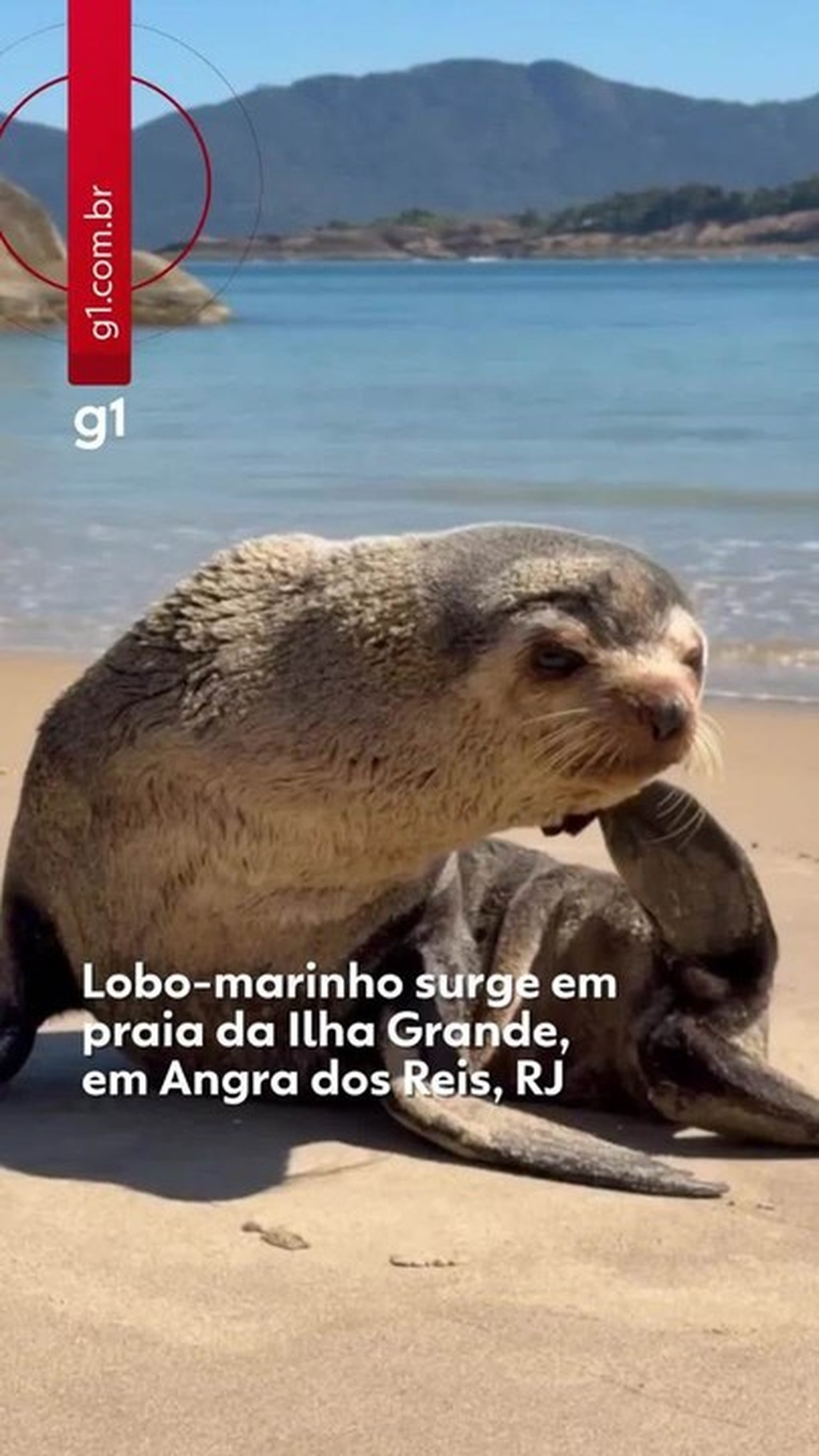 Lobo-marinho é resgatado após jornada de milhares de quilômetros na Ilha Grande