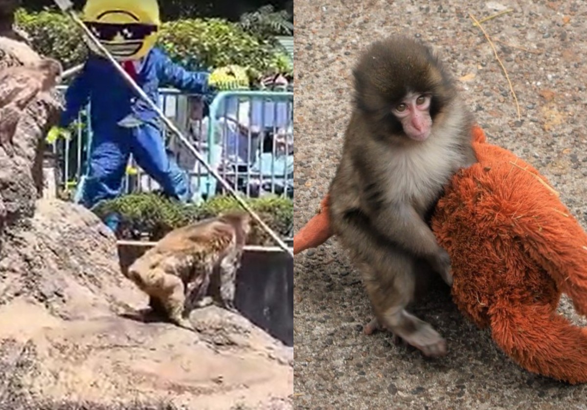 Macaco Punch assustado: americanos presos após invasão em zoo