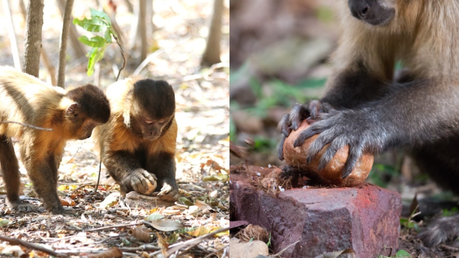 Macacos-prego da Serra da Capivara possuem cultura de uso de ferramentas há 3 mil anos