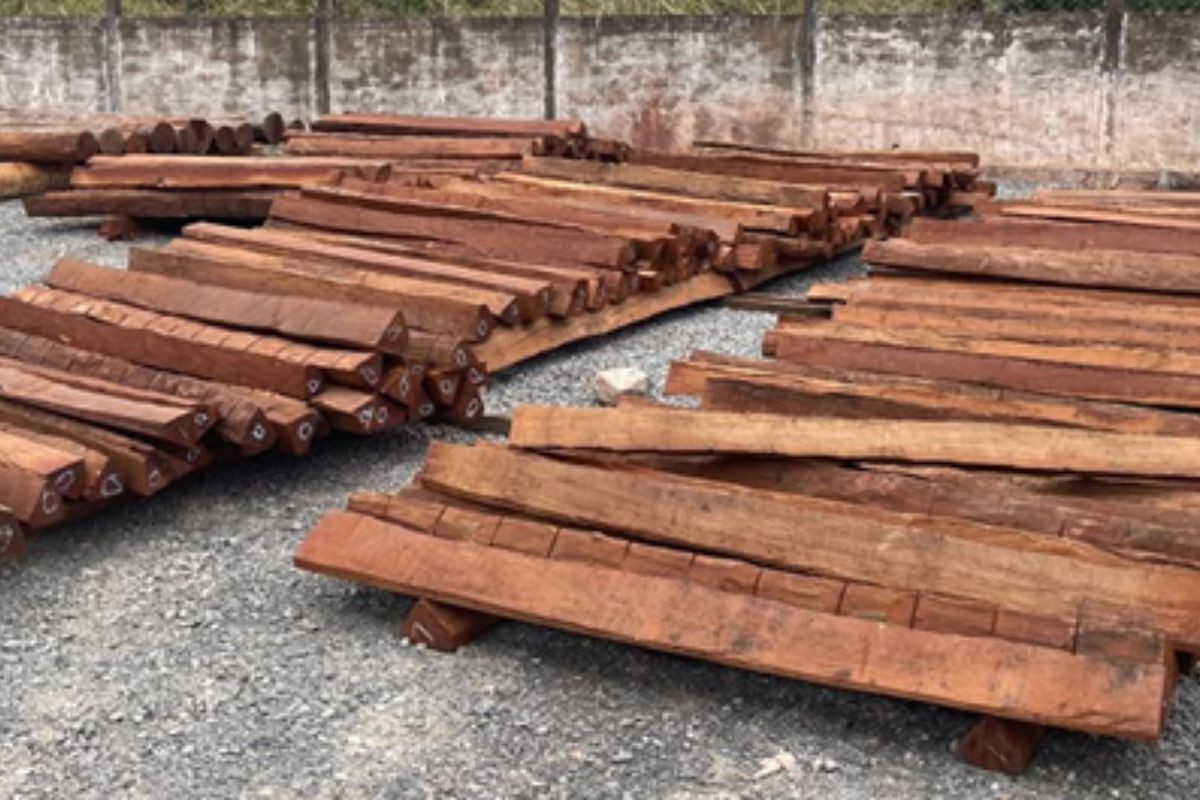 Laudo do INC confirma ausência de cocaína em carga de madeira da Operação Timber Shield