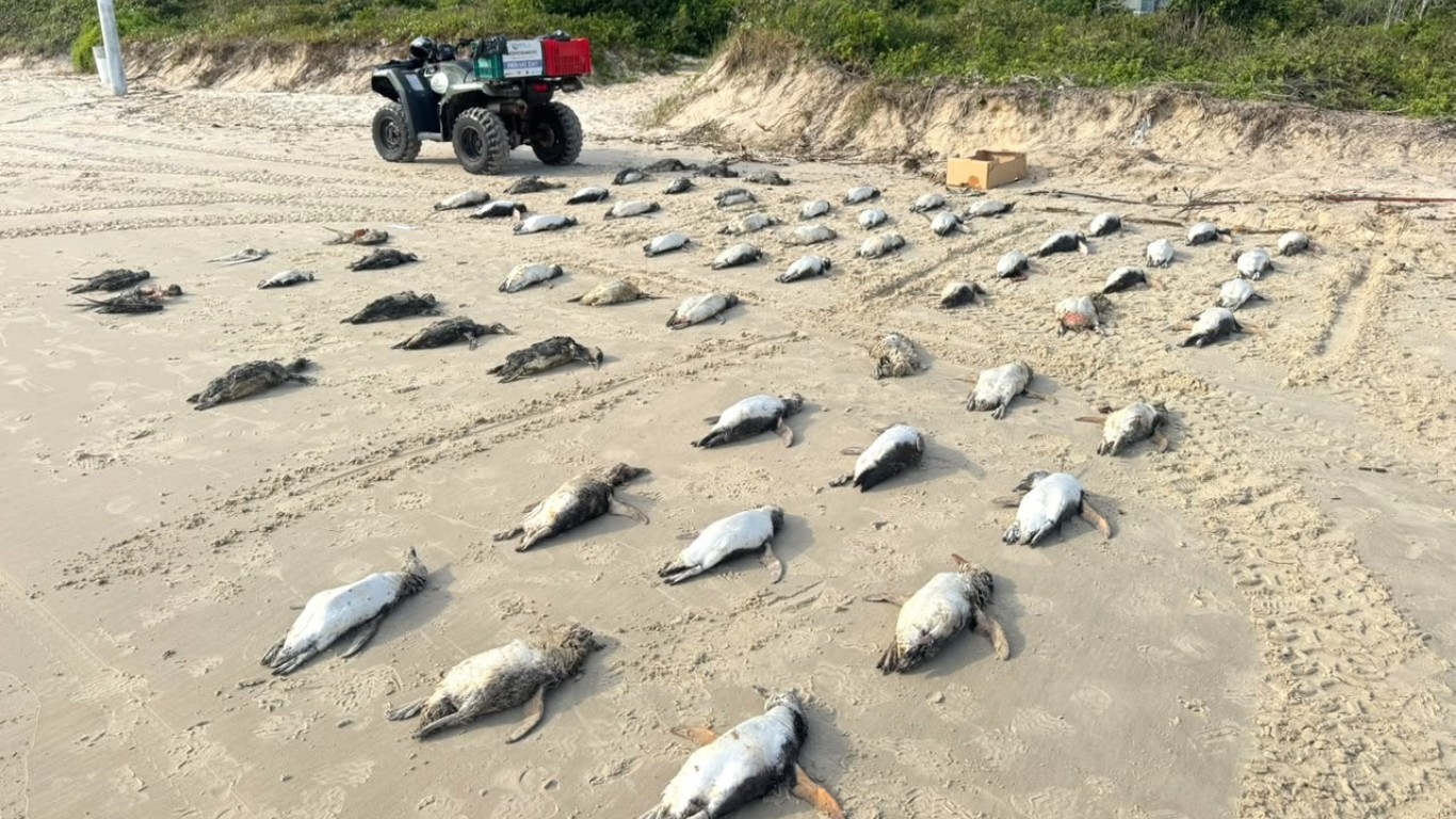 Monitoramento registra mais de 2 mil pinguins mortos em Florianópolis