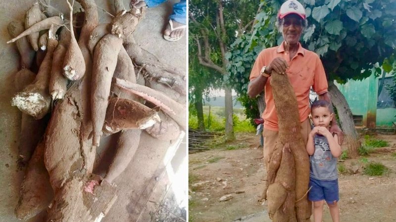 Agricultor retira mandioca gigante com mais de 1,50 metro no Sertão do RN