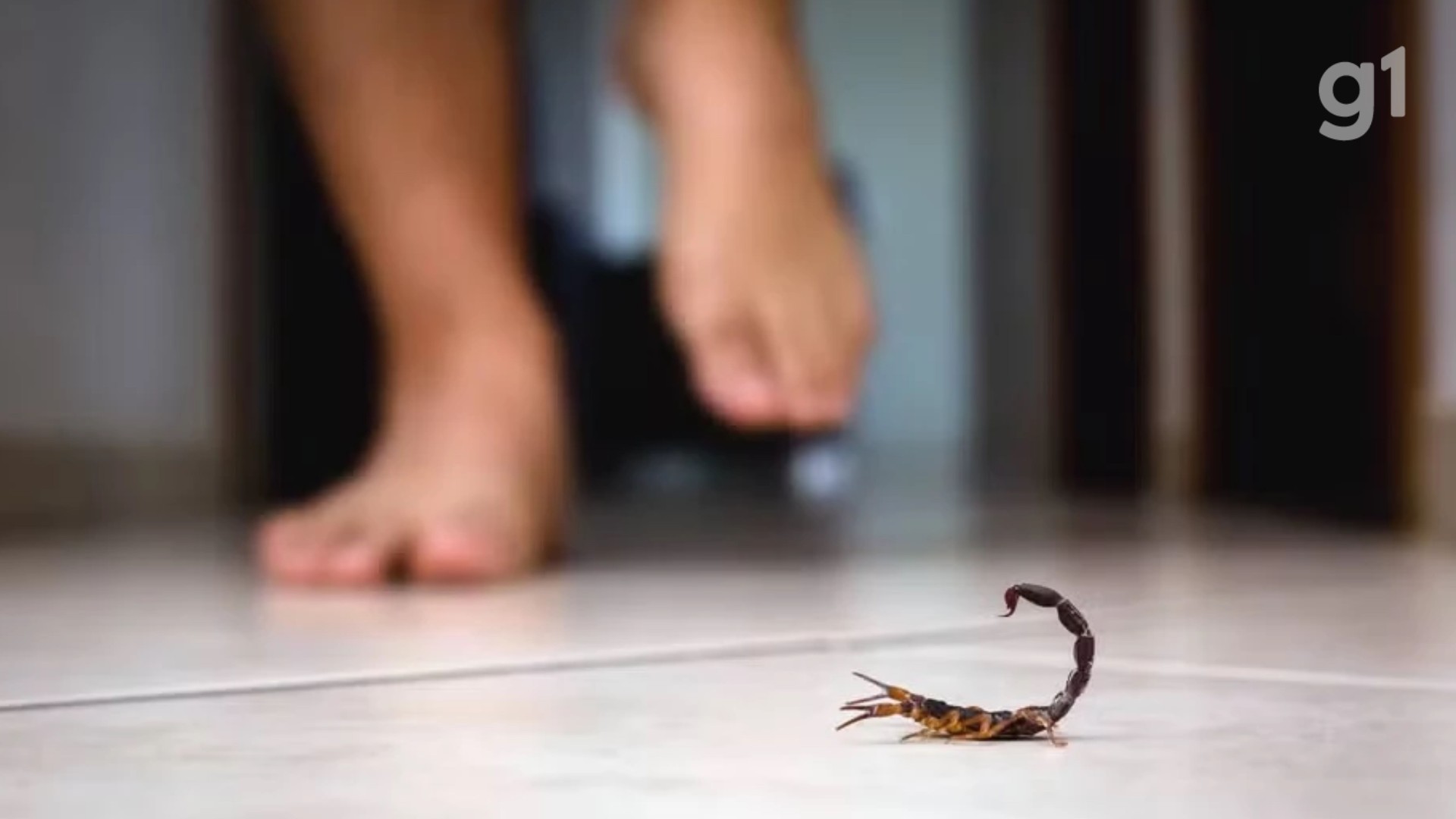 Maranhão contabiliza 1.199 acidentes com escorpiões no primeiro semestre