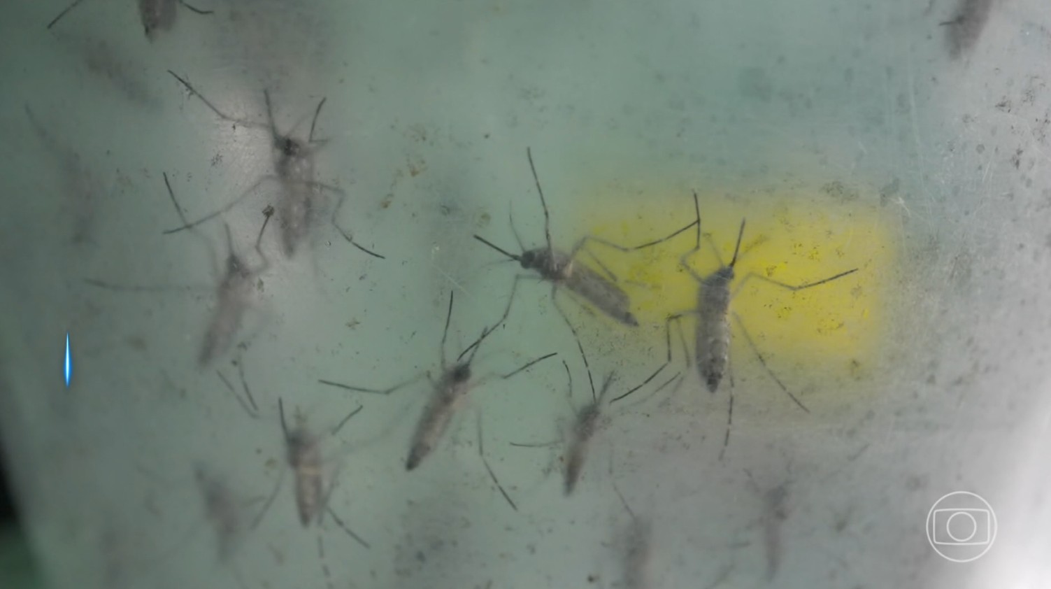 Investigação apura morte de criança por suspeita de dengue no Piauí
