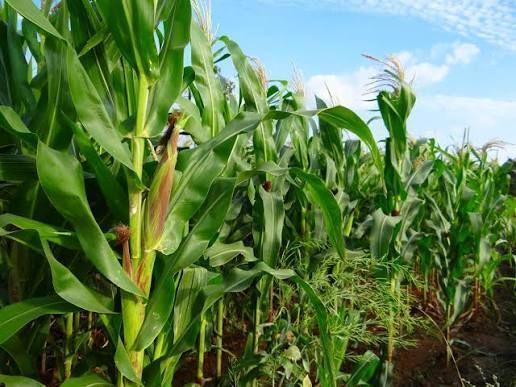 Mercado de grãos apresenta alta no milho e soja com demanda aquecida