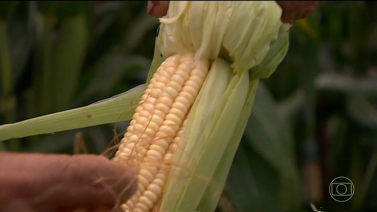 Milho verde impulsiona economia e tradição junina no Nordeste, com recorde de produção em Sergipe