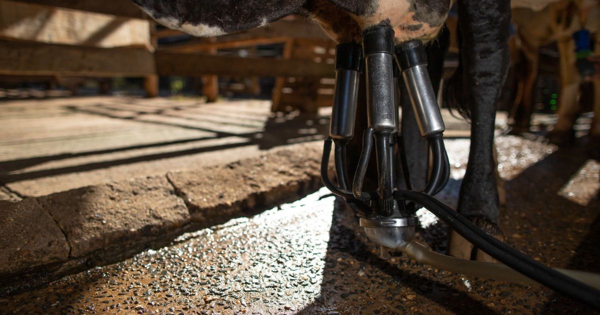Minas Gerais é responsável por quase 25% do leite industrializado no Brasil