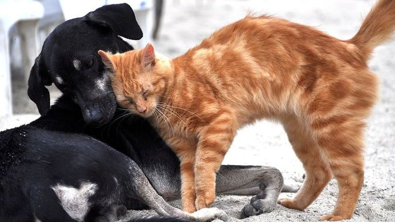 MPRN exige ação da Prefeitura de Alexandria por animais de rua