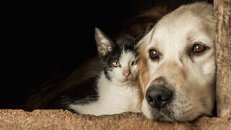 Ministério Público cobra ações urgentes para conter avanço de animais nas ruas em Afonso Bezerra, RN