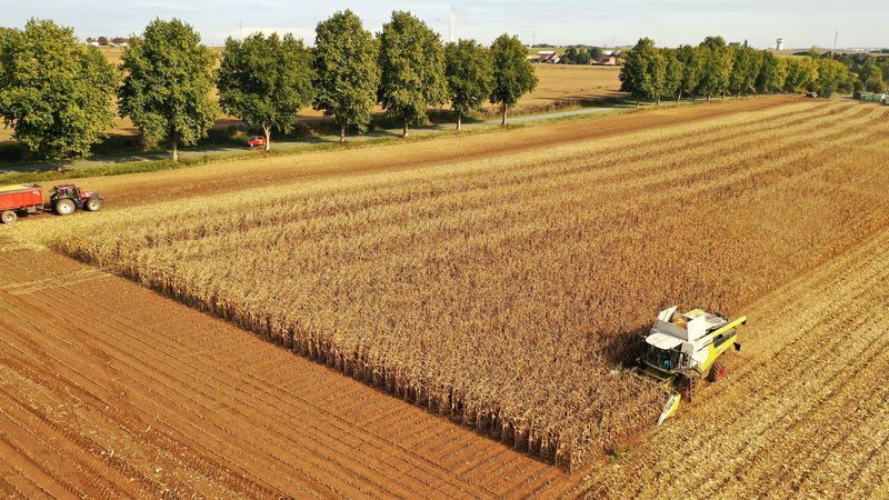 Ondas de calor forçam corte nas previsões de colheita da UE