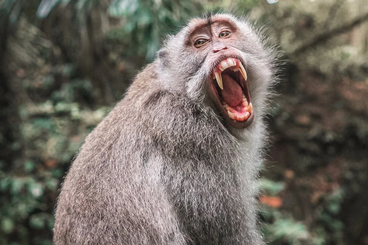 Biólogo alerta para risco de raiva e Herpes B após mordida de macaco