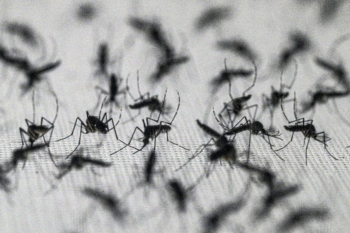 Brasil expande uso de Wolbachia contra a dengue