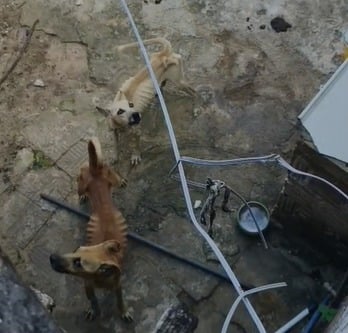 Polícia Civil prende mulher por maus-tratos contra cães em Natal