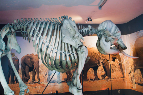 Museu Câmara Cascudo inicia restauração de esqueletos gigantes em Natal