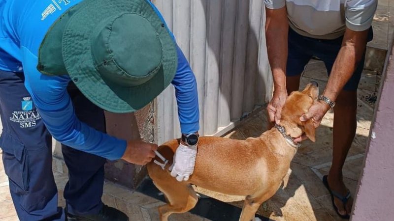Secretaria Municipal de Saúde amplia vacinação antirrábica em Natal