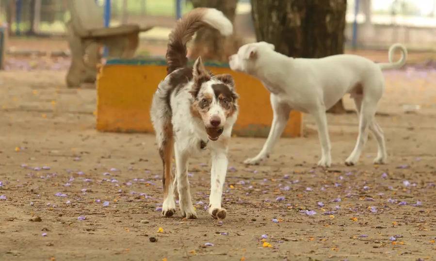 Prefeito de Natal sanciona lei para proteger animais nas vias