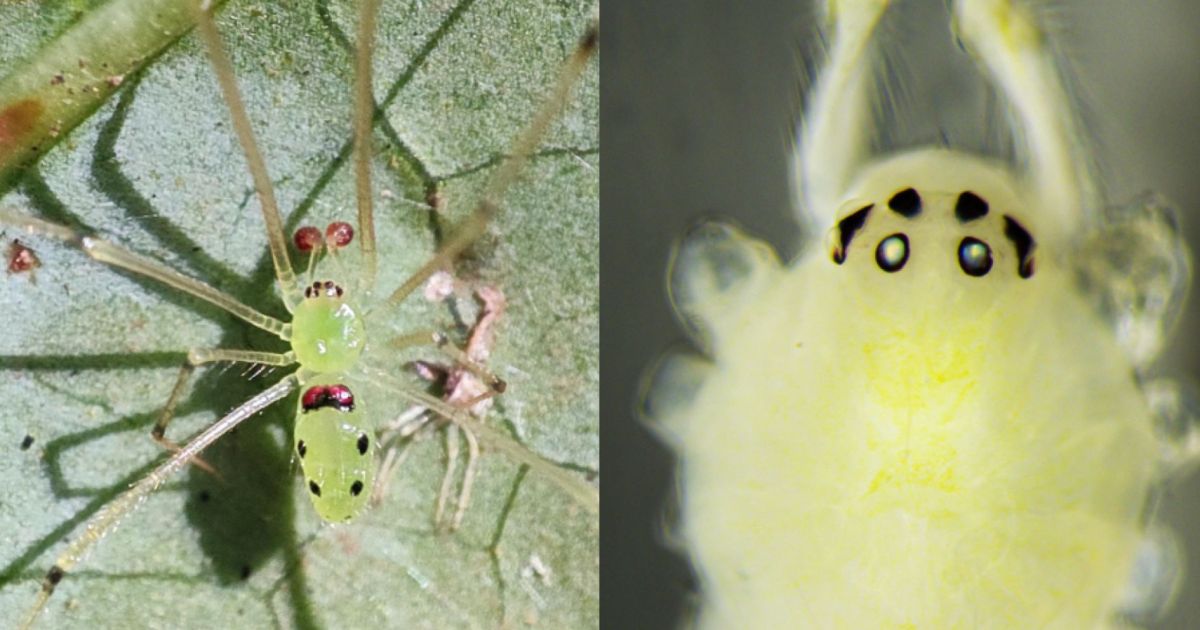 Cientistas descobrem nova espécie de aranha com padrão de sorriso na Índia