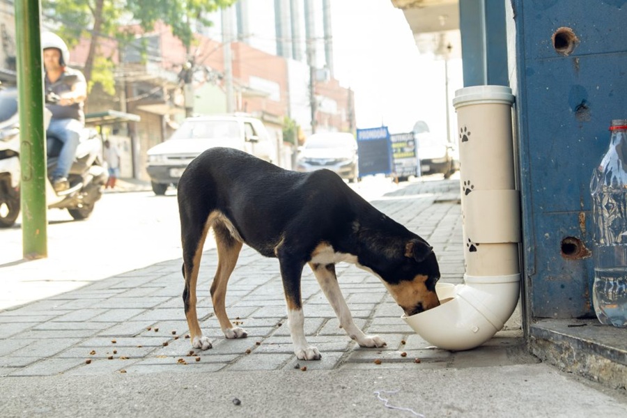 Governo do Rio Grande do Norte sanciona Lei Lucy e proíbe remoção irregular de animais comunitários