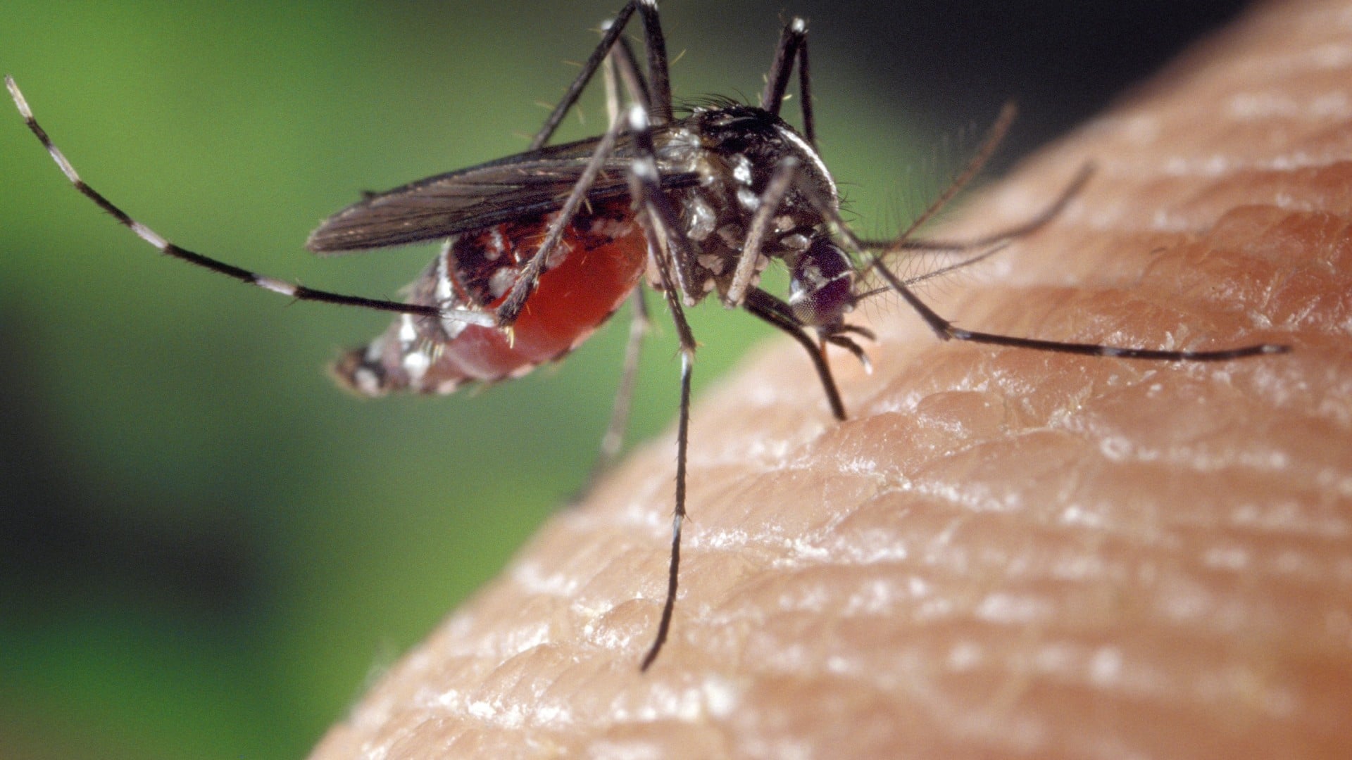 Novas vacinas contra chikungunya avançam no Brasil com foco em segurança