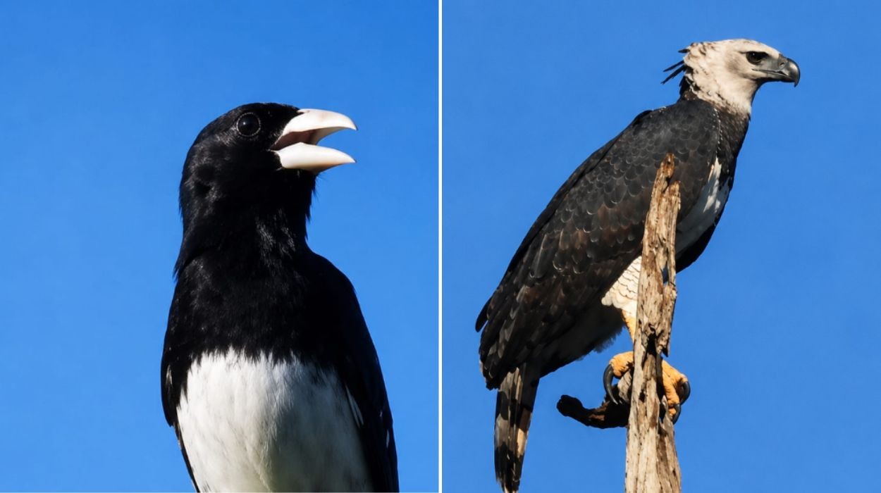 Encontro raro de duas aves ameaçadas surpreende observadores na Reserva Ecológica Cunhataí Porã