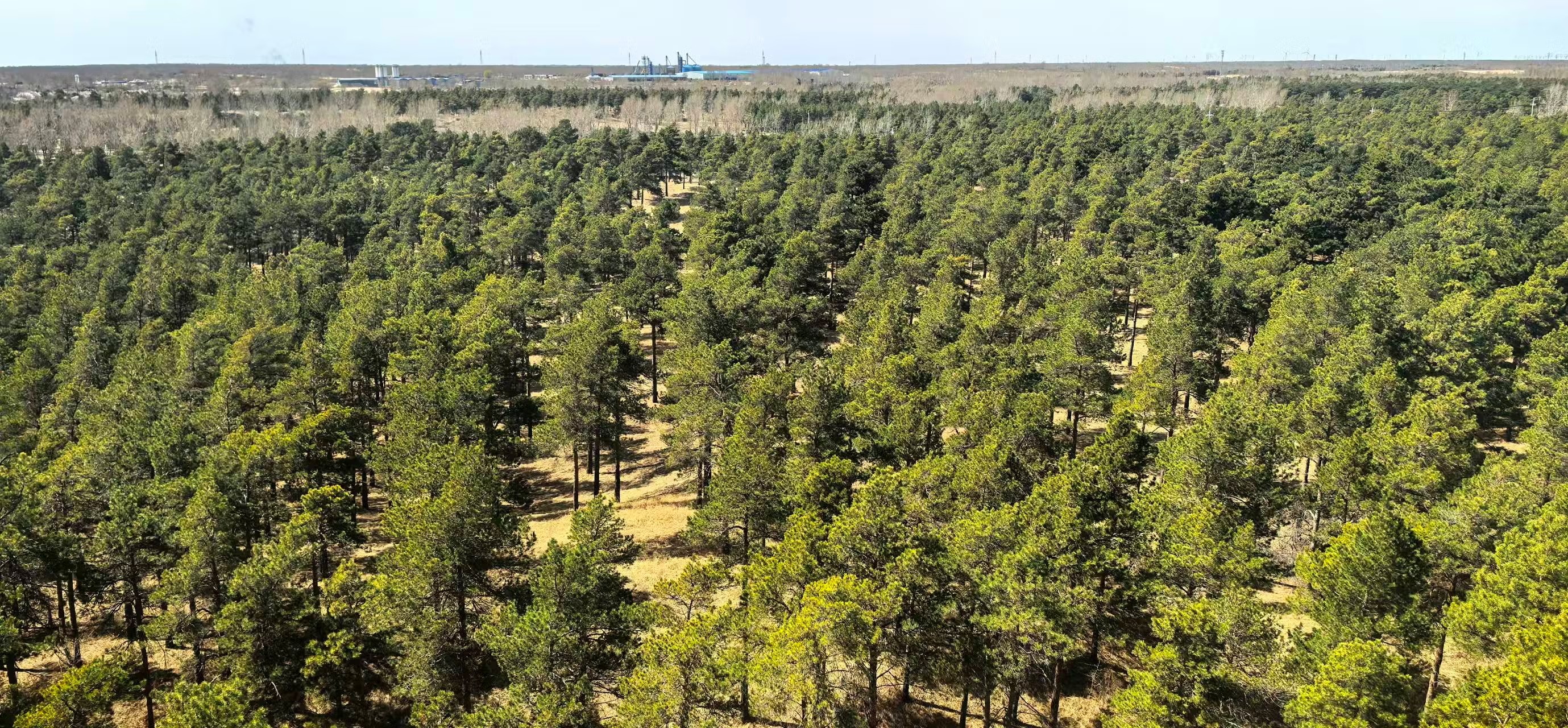 Estudo revela ritmo acelerado de crescimento em florestas plantadas na China