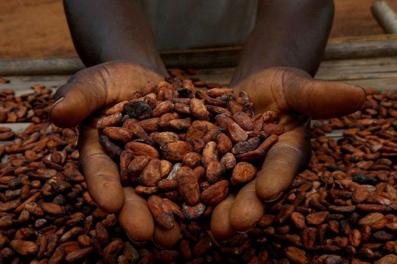 Produção de cacau no Brasil salta 63,4% e marca recuperação do setor